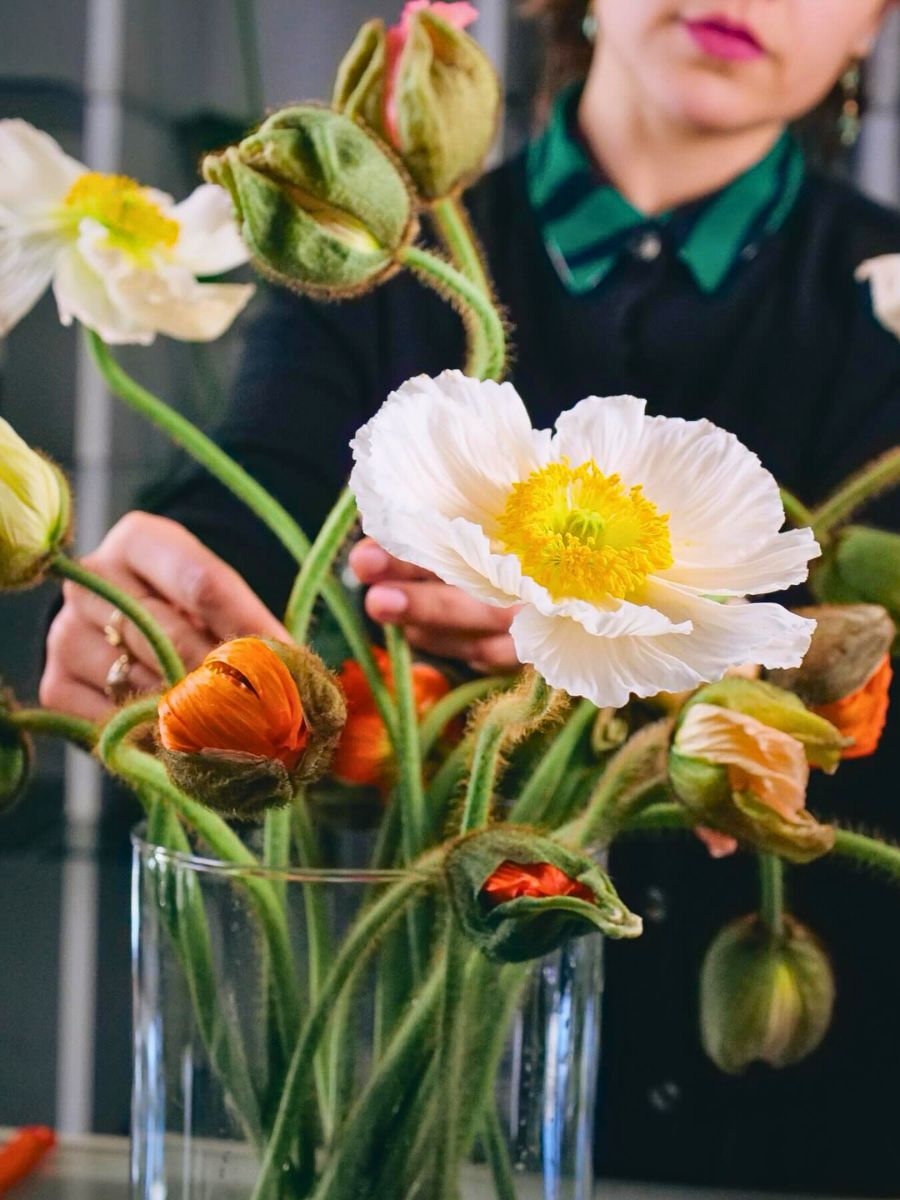 Poppy Flower Meaning and Symbolism 