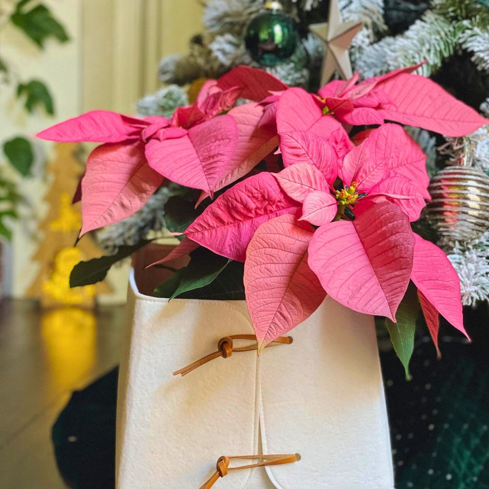 Poinsettia flower meaning