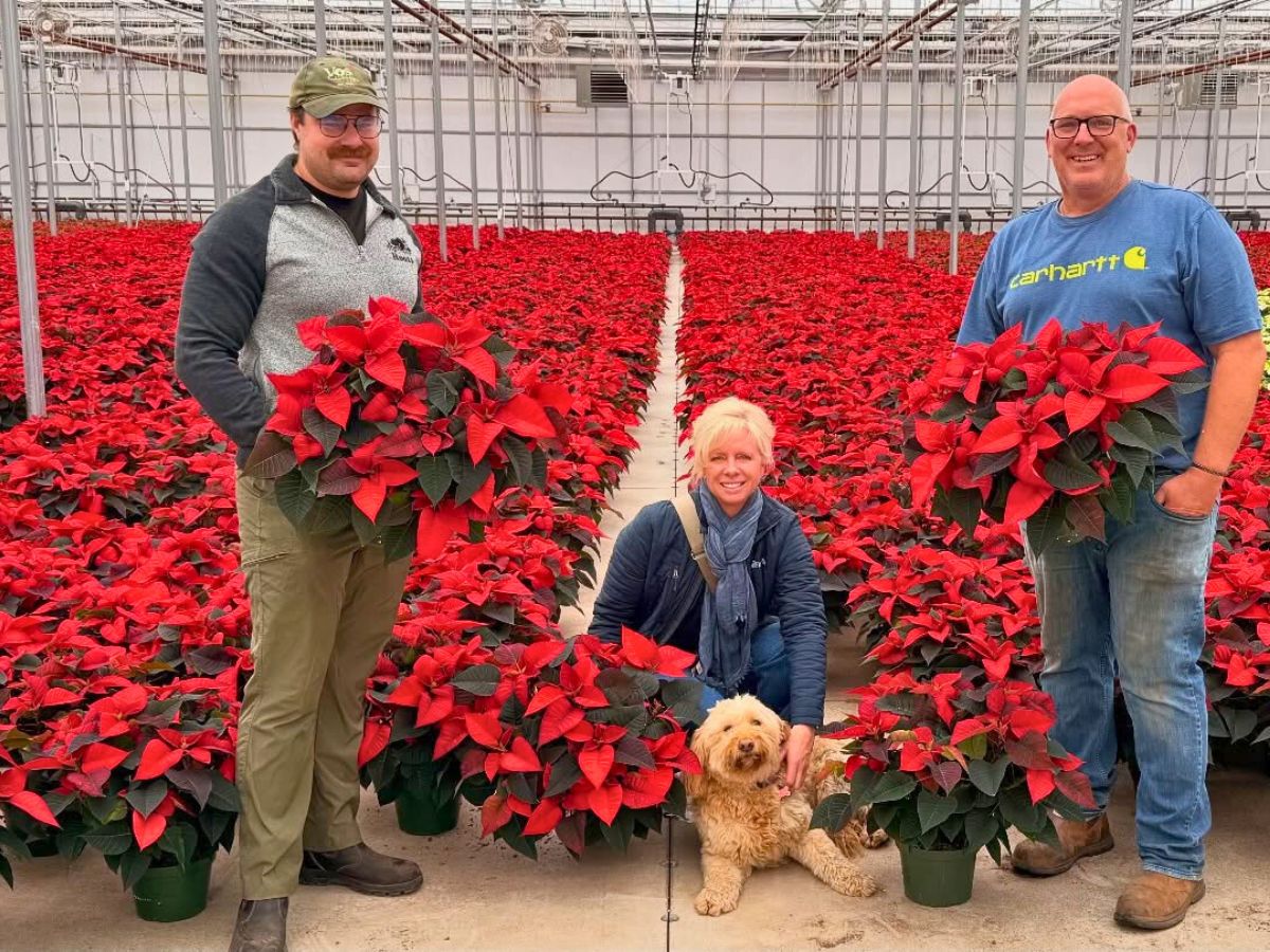 Poinsettia flower meaning