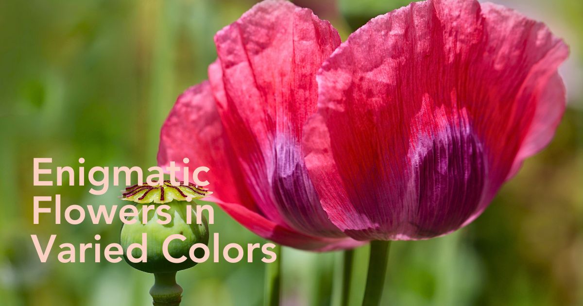 Poppy Flower Meaning and Symbolism Across Different Cultures - Thursd Article Header Image