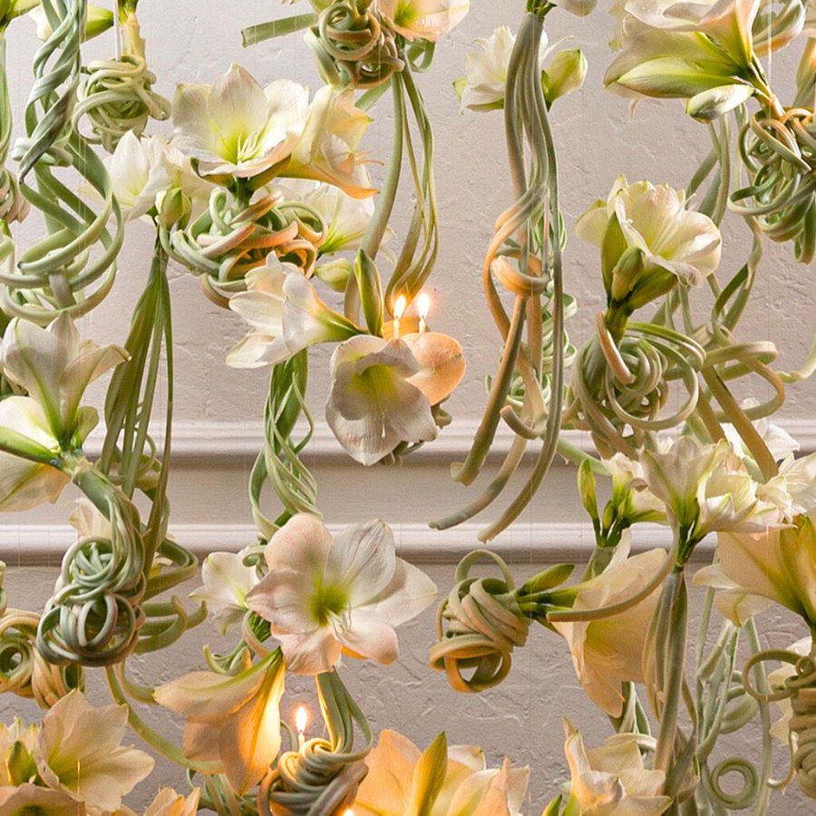 Amazing White Amarylis artwork by designer Robert Bartolen and Van der Ende Flowers