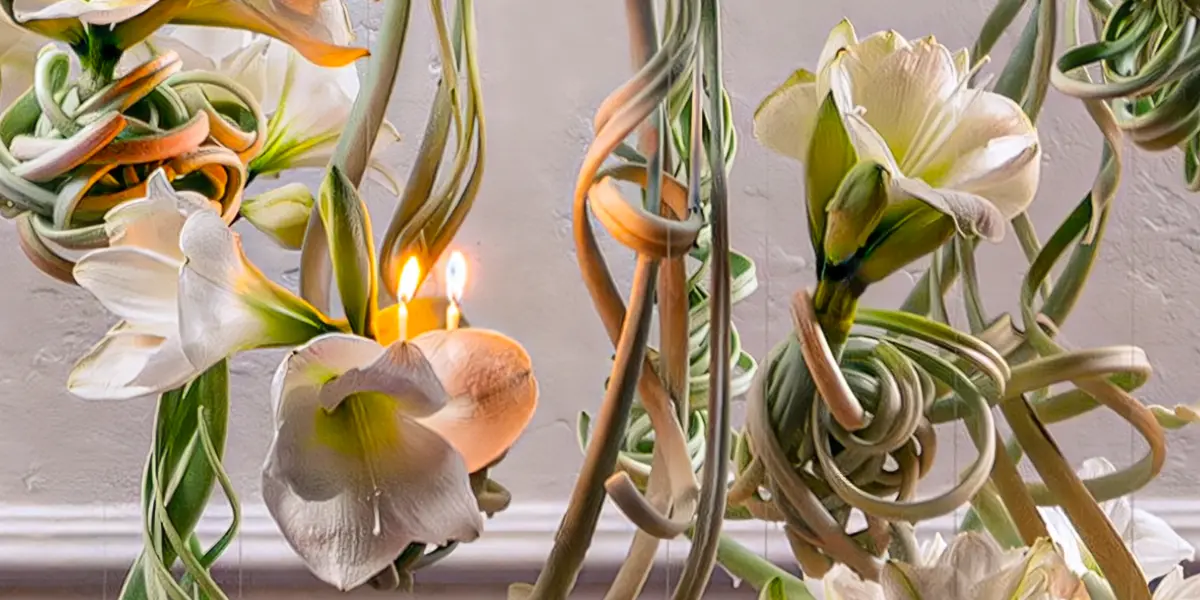 White Amaryllis artwork by designer Robert Bartolen and Van der Ende Flowers