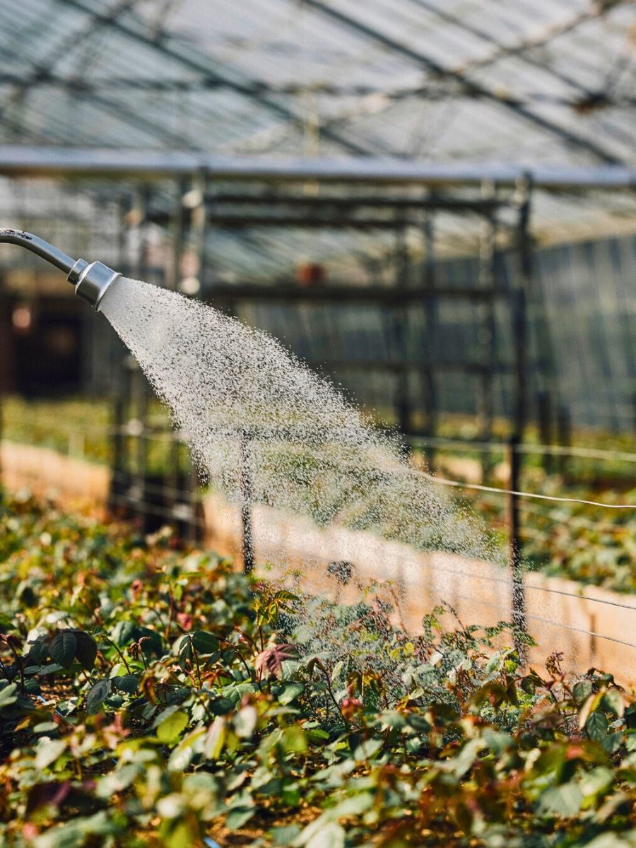 Understanding What Is Greywater in General Sustainable Floriculture Operations and Its Benefits - Thursd Article.