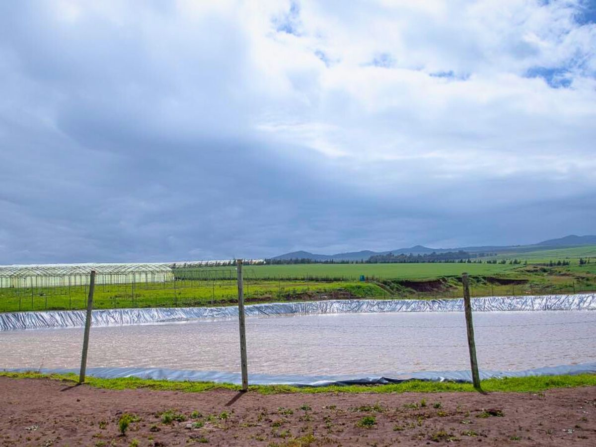 Understanding Greywater Treatment for Sustainable Flower Production