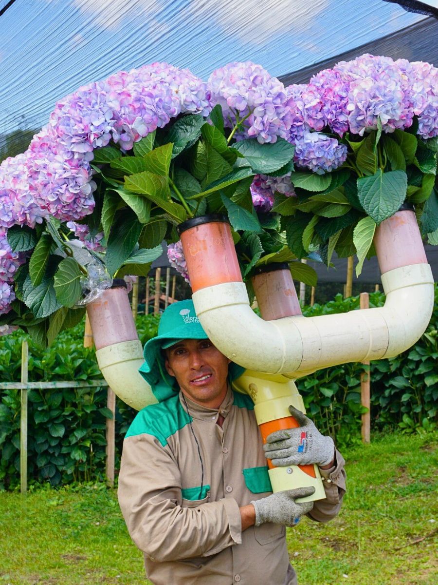 Understanding What Is Greywater in General Sustainable Floriculture Operations and Its Benefits - Thursd Article.