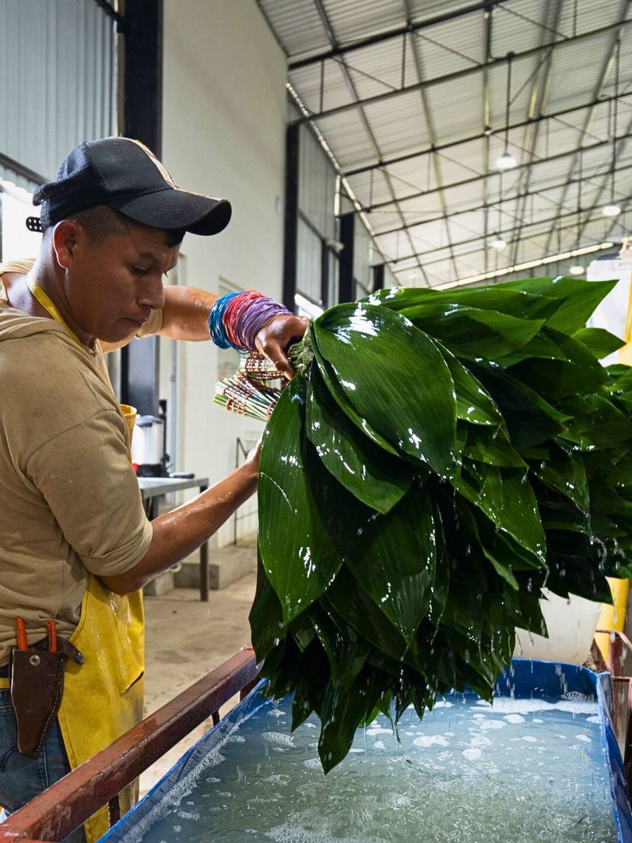 Understanding What Is Greywater in General Sustainable Floriculture Operations and Its Benefits - Thursd Article.