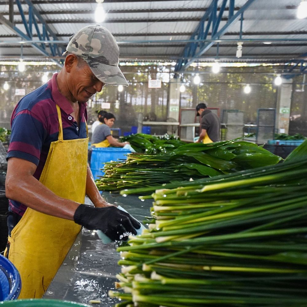 Understanding What Is Greywater in General Sustainable Floriculture Operations and Its Benefits - Thursd Article.