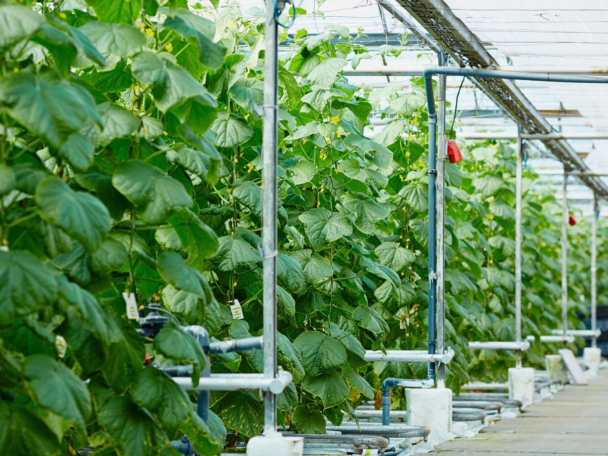 Understanding What Is Greywater in General Sustainable Floriculture Operations and Its Benefits - Thursd Article.