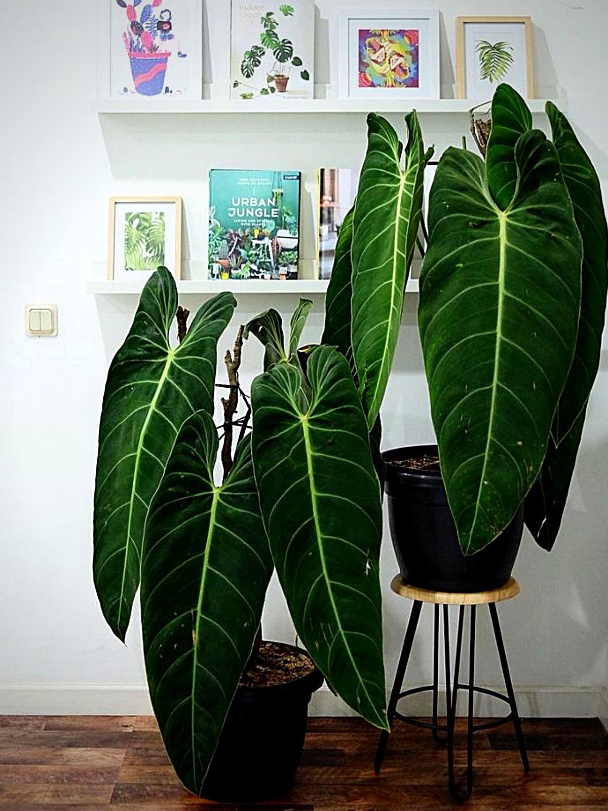 Top 10 Most Wanted Rare Houseplants - Blog onThursd