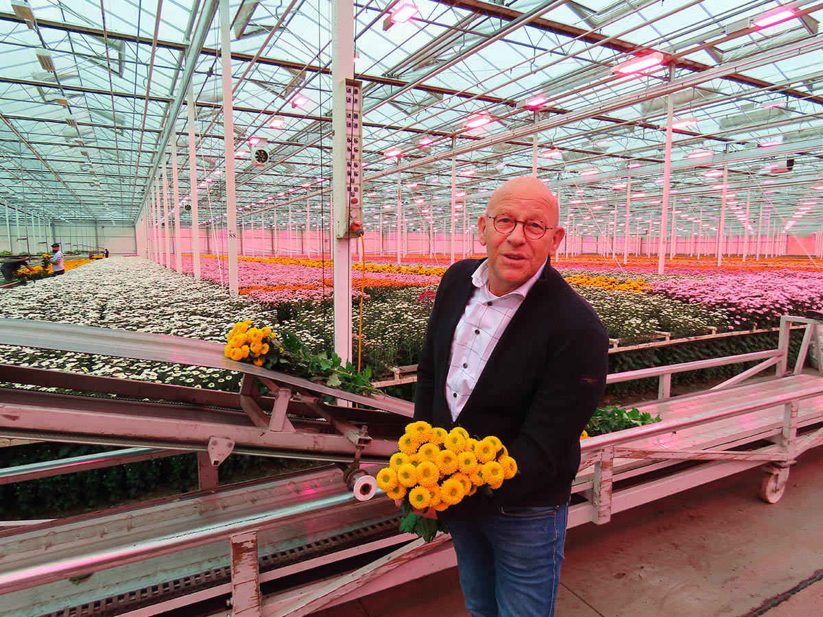 Aad Verduijn yellow Chrysanthemum at LMC