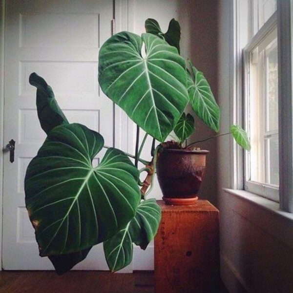 top-10-most-wanted-rare-houseplants-embed