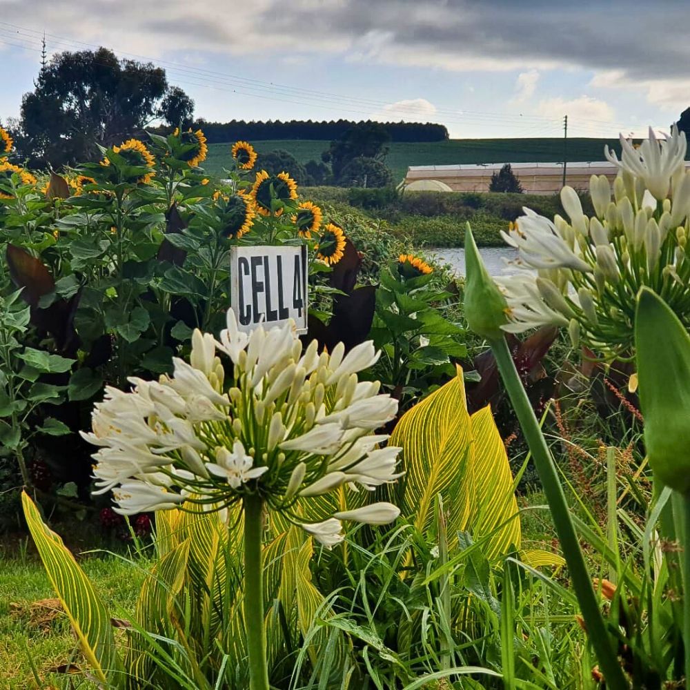 Understanding What Is Greywater in General Sustainable Floriculture Operations and Its Benefits - Thursd Article.