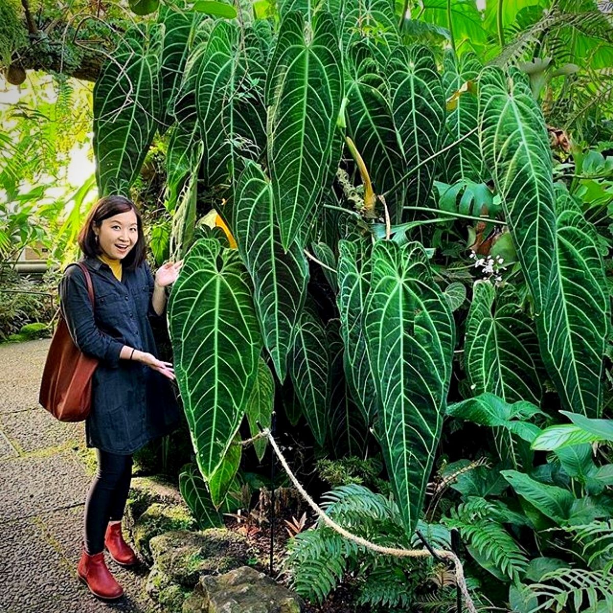 Monstera Deliciosa Aurea Highly Variegated Rare and Exotic