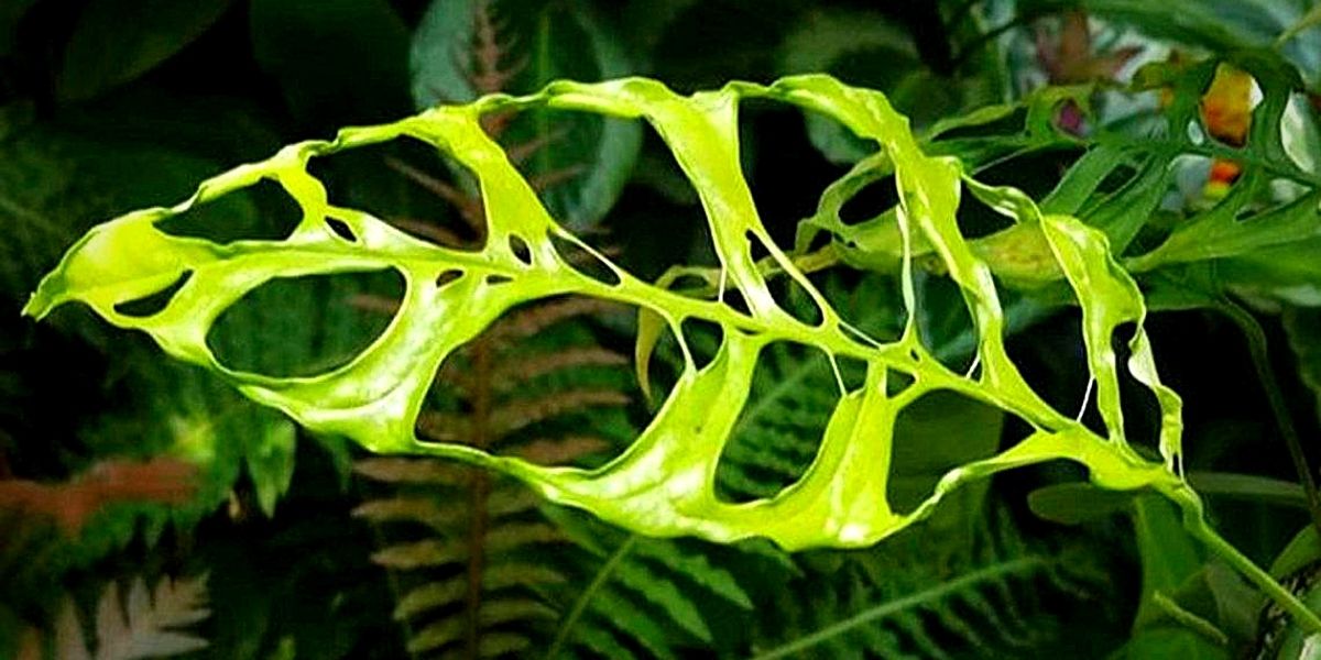 Nature's Five Most Peculiar Plants