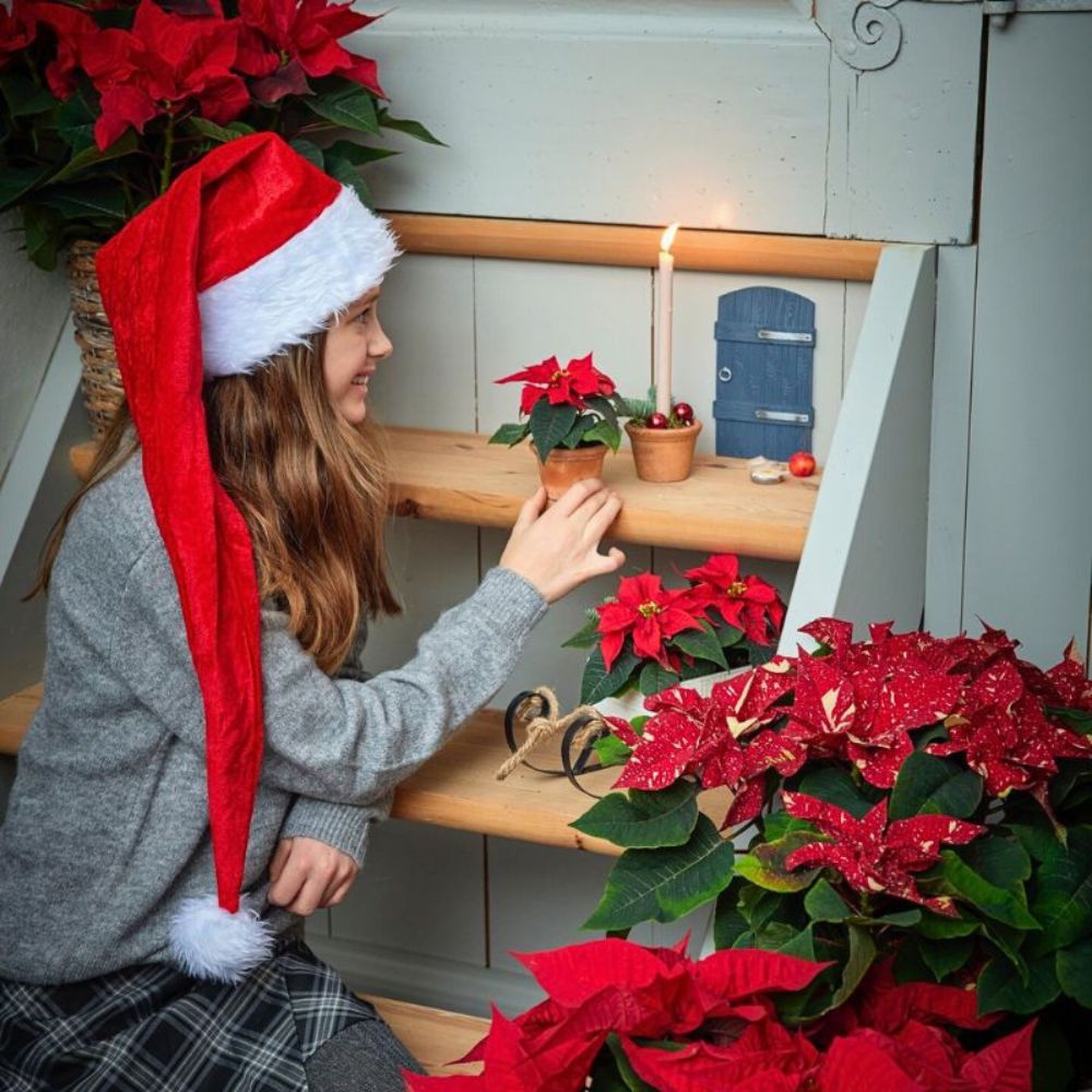 Poinsettia flower meaning