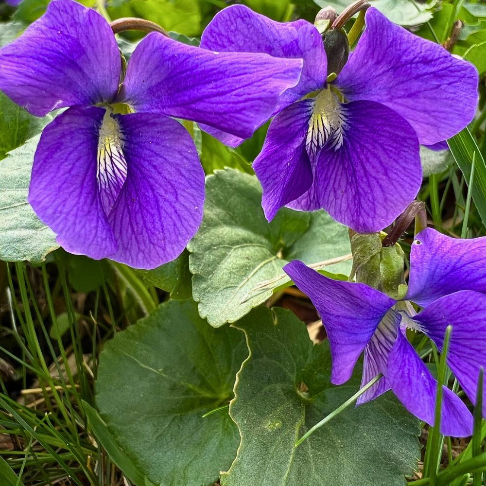 common meadow violet is a typical perennial plant native to New Jersey and these find warm spring sunshine corners as the ideal spots to grow