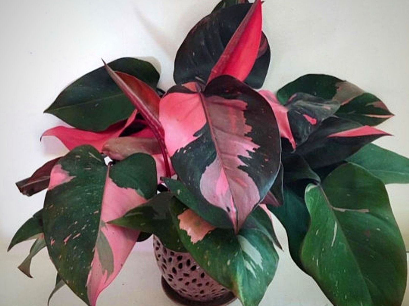 Philodendron Pink Princess Plants