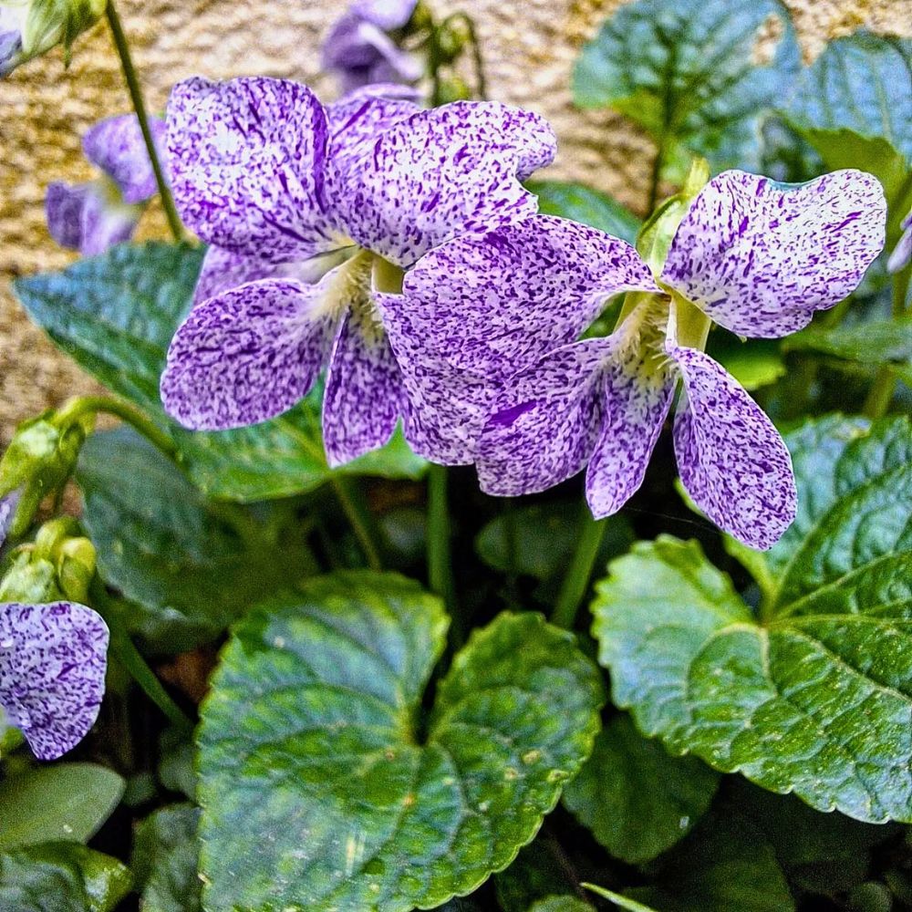 The common meadow violet is the official state flower of NJ - Inset - Viola Sororia 'freckles'