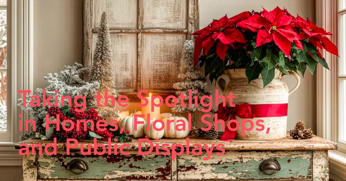 Poinsettia flower meaning