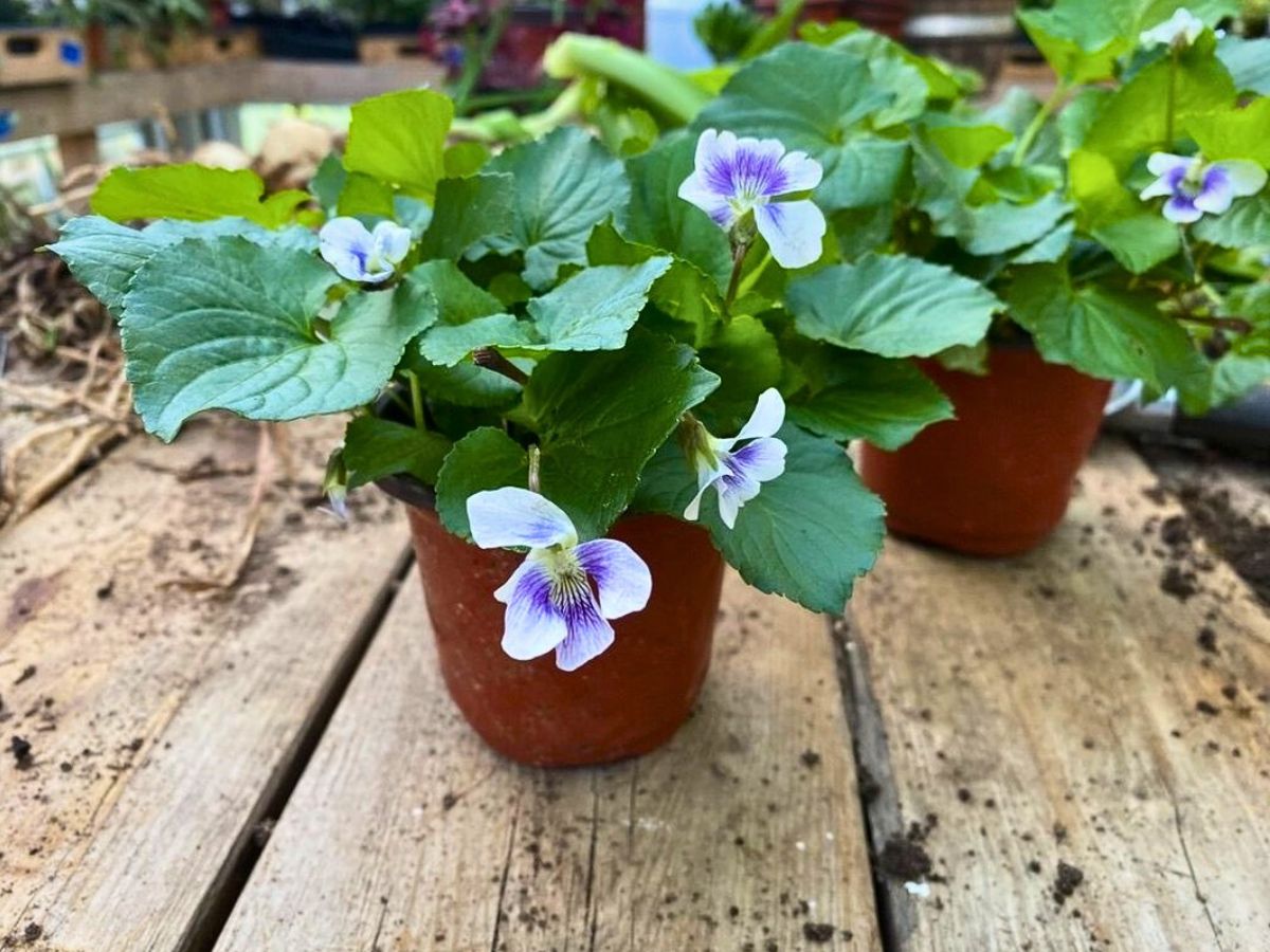 common meadow violet - New Jersey's state flower in a pot