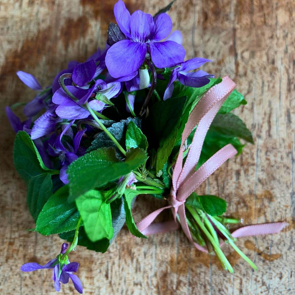 a small bouquet of common blue violet - state flower of New Jersey