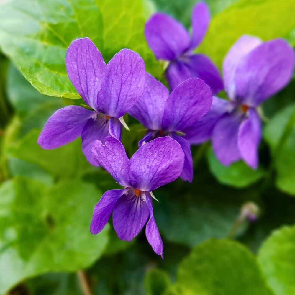 New Jersey state legislature officially designated Common Blue Violet aka Viola sororia as the official symbol and New Jersey's state flower