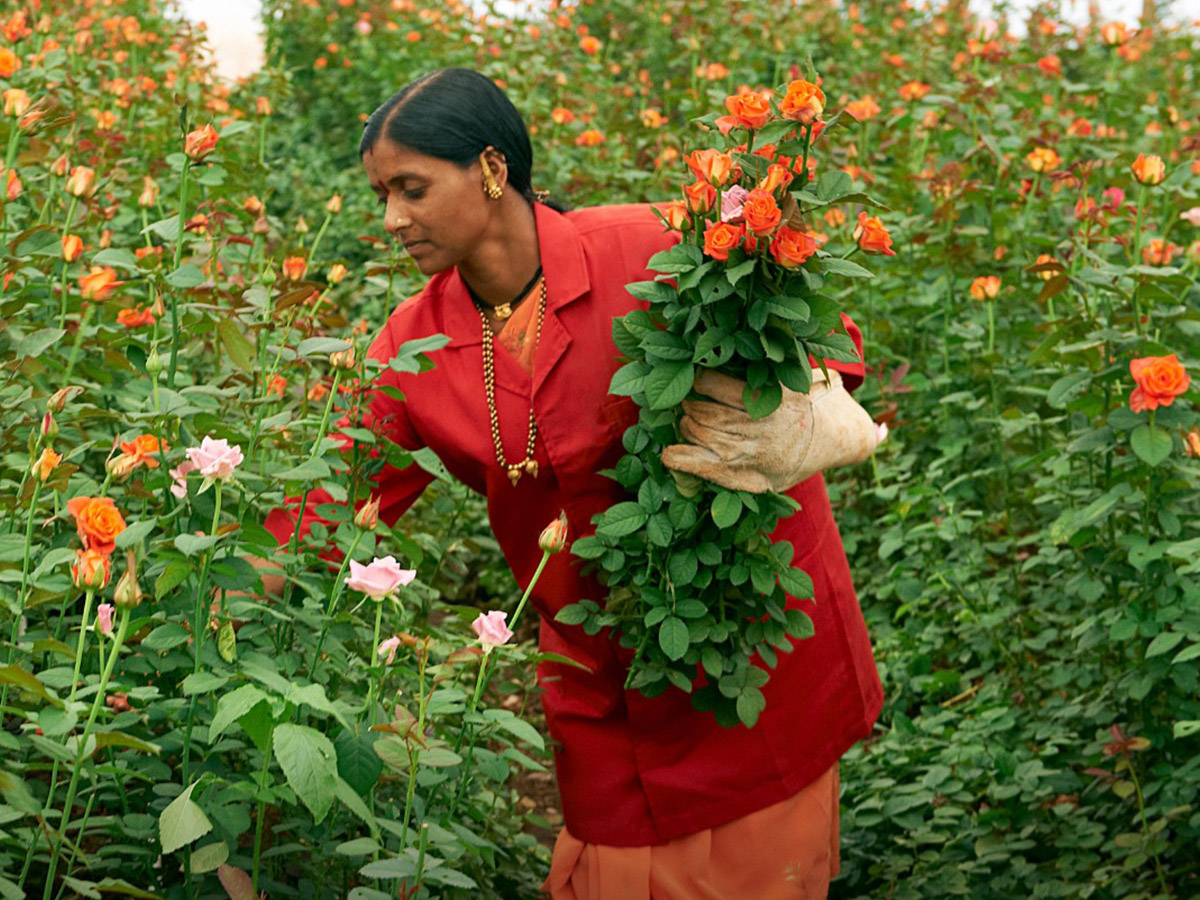 Harvesting orange roses at SOEX Flora India