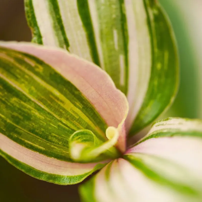 Decorum Plants and Flowers Tradescantia
