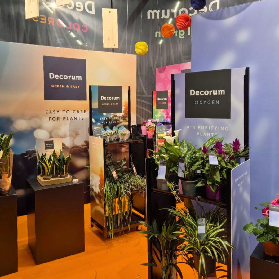 Decorum Plants and Flowers Concepts New Brand House