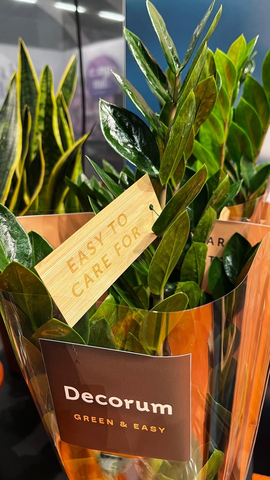 Green and Easy Collection Decorum New Brand House