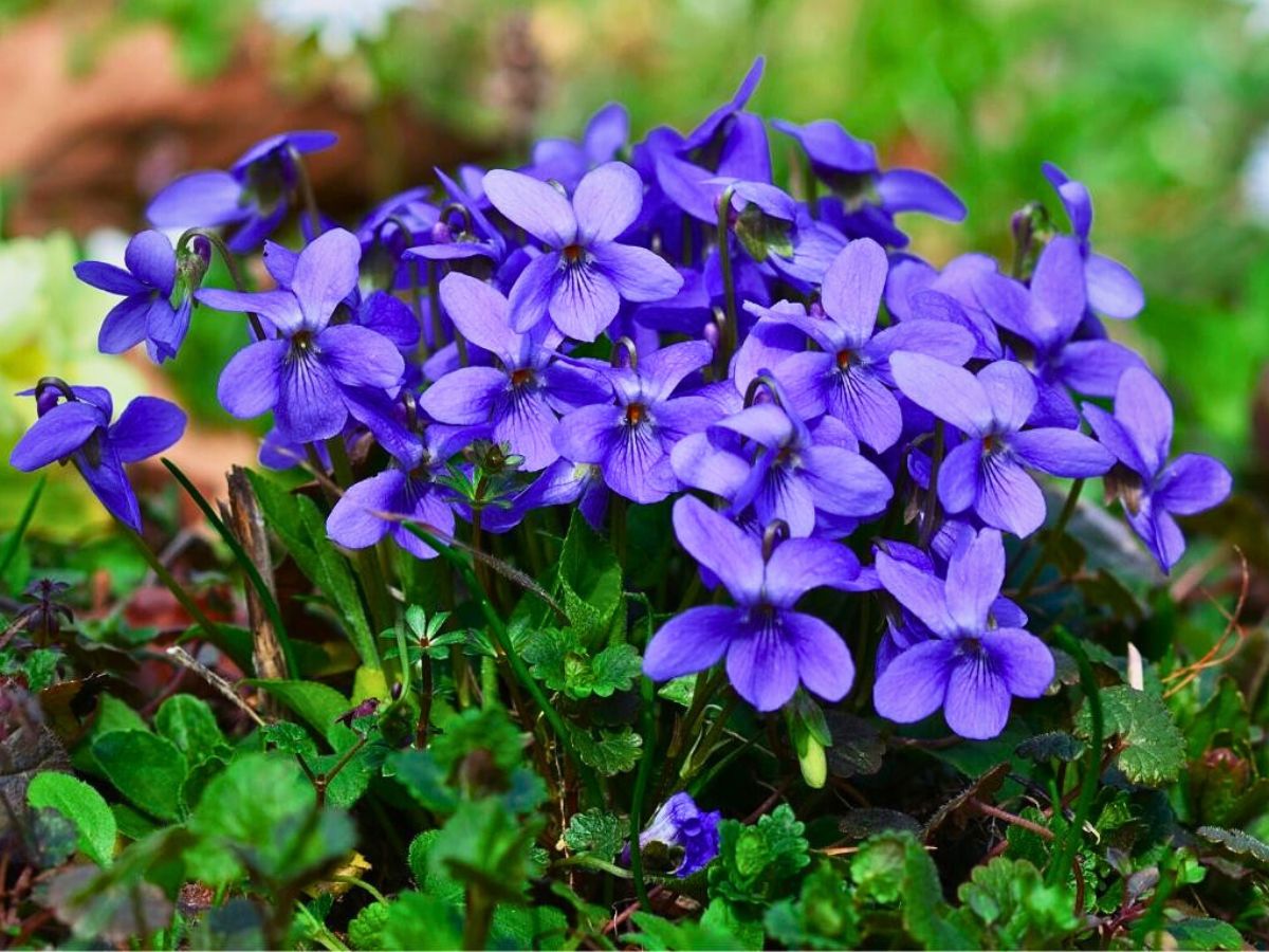 Purple Violet is a perennial plant native to New Jersey and hence also its state flower