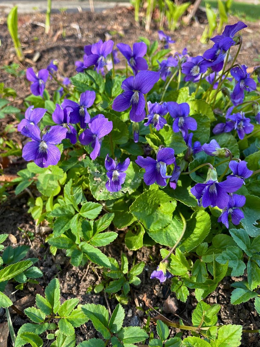 Common Blue Violet has the purple or violet flower as its distinct characteristics and it symbolizes with prosperity