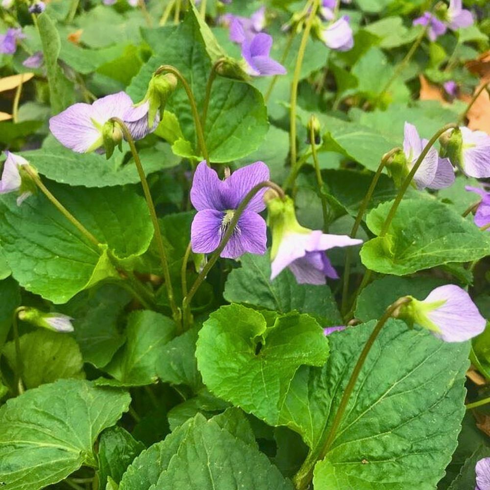 One of the state symbols of New Jersey - Viola Sororia growing in a garden space