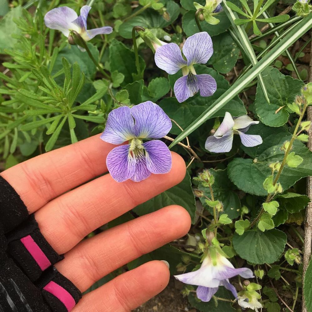 common meadow violets in bloom