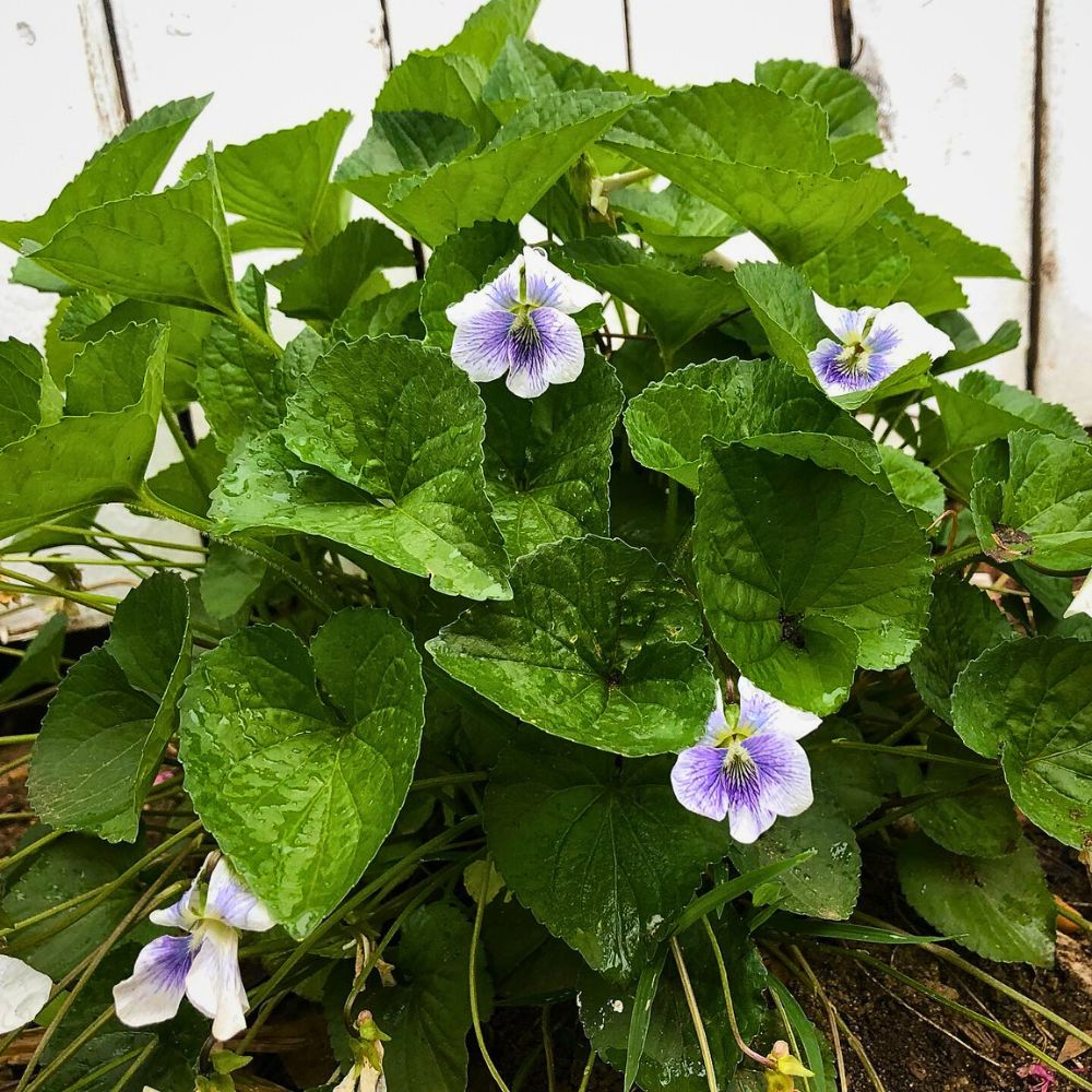 New Jersey's state flower - Common Meadows Violet