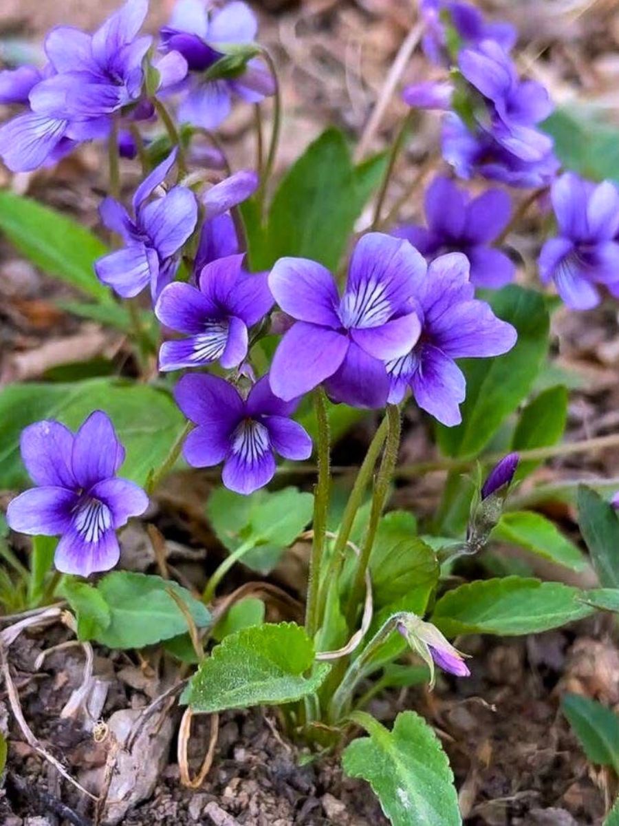 Common Meadow Violet - a typical perennial documented in the New Jersey's legislation as its official state flower