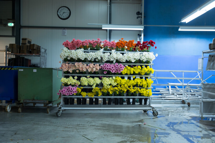 The Dutch flower industry flowers - auction hall - gerberas - LFS on thursd