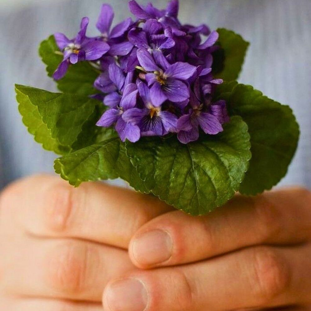 A person holding Common blue violets, aka Viola sororia - New Jersey's state flower