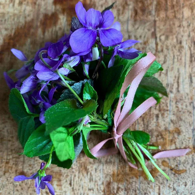 Violets the state flower of New Jersey