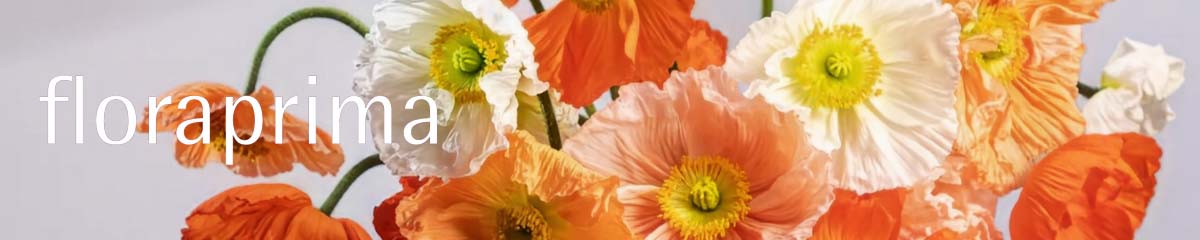 Banner FloraprimaPoppy