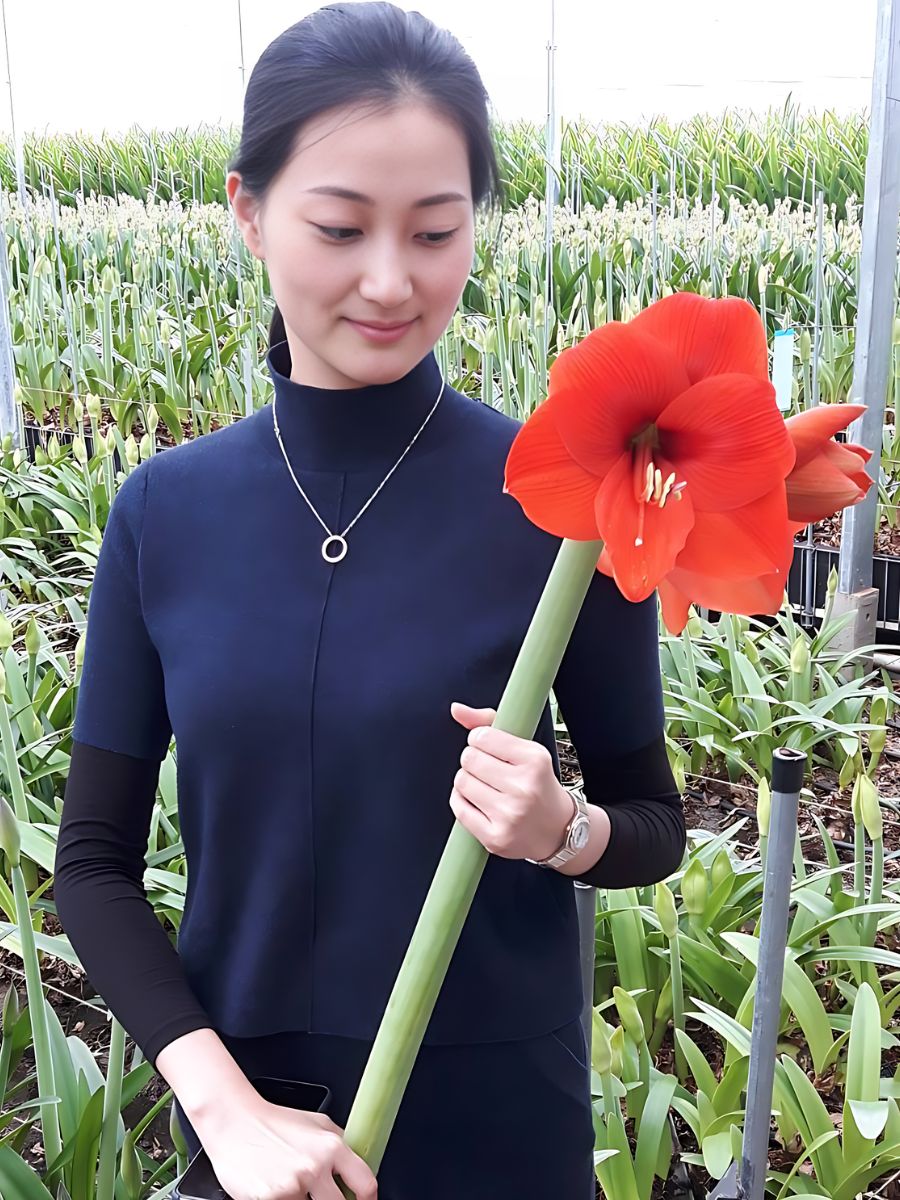 Amaryllis Flower Meaning