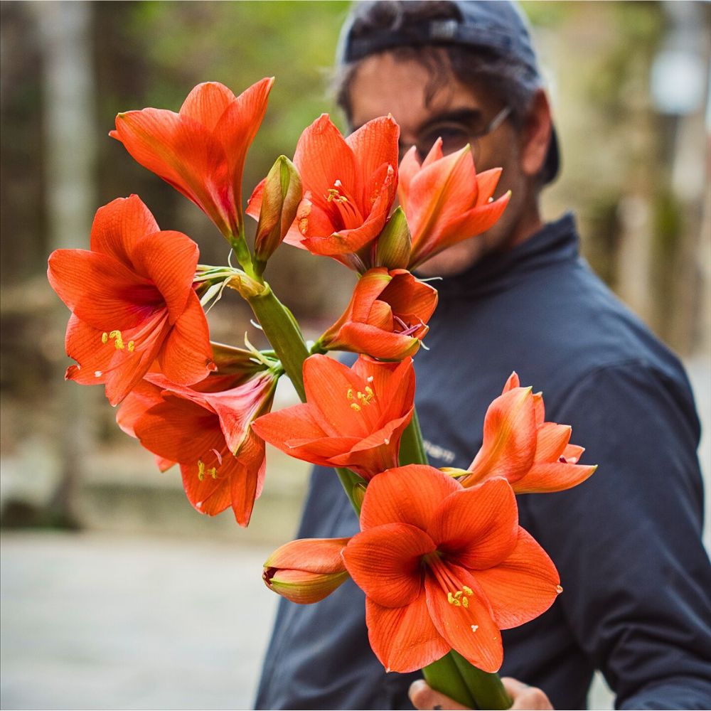 Amaryllis flowers that could also bloom indoors