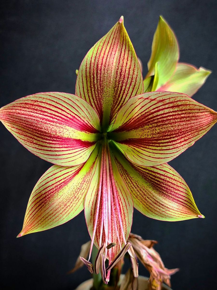 the meaning of the Amaryllis flower