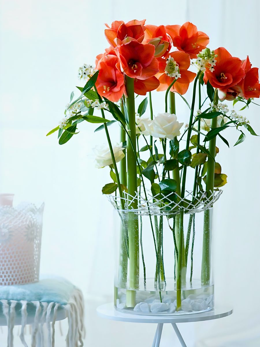 the meaning of the Amaryllis flower