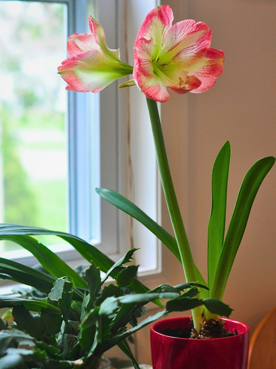 Amaryllis flowers grow long stems