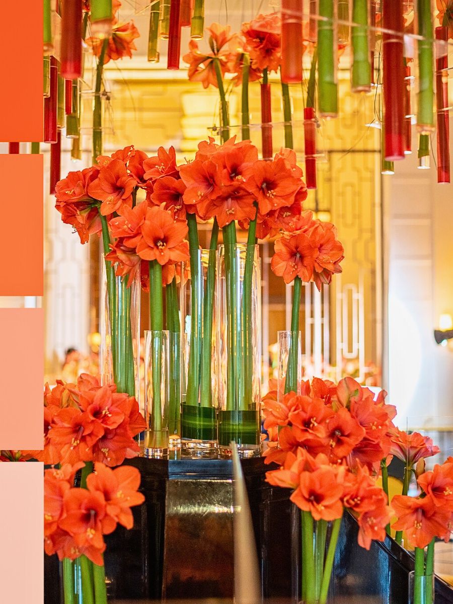 Meaning of Amaryllis flowers