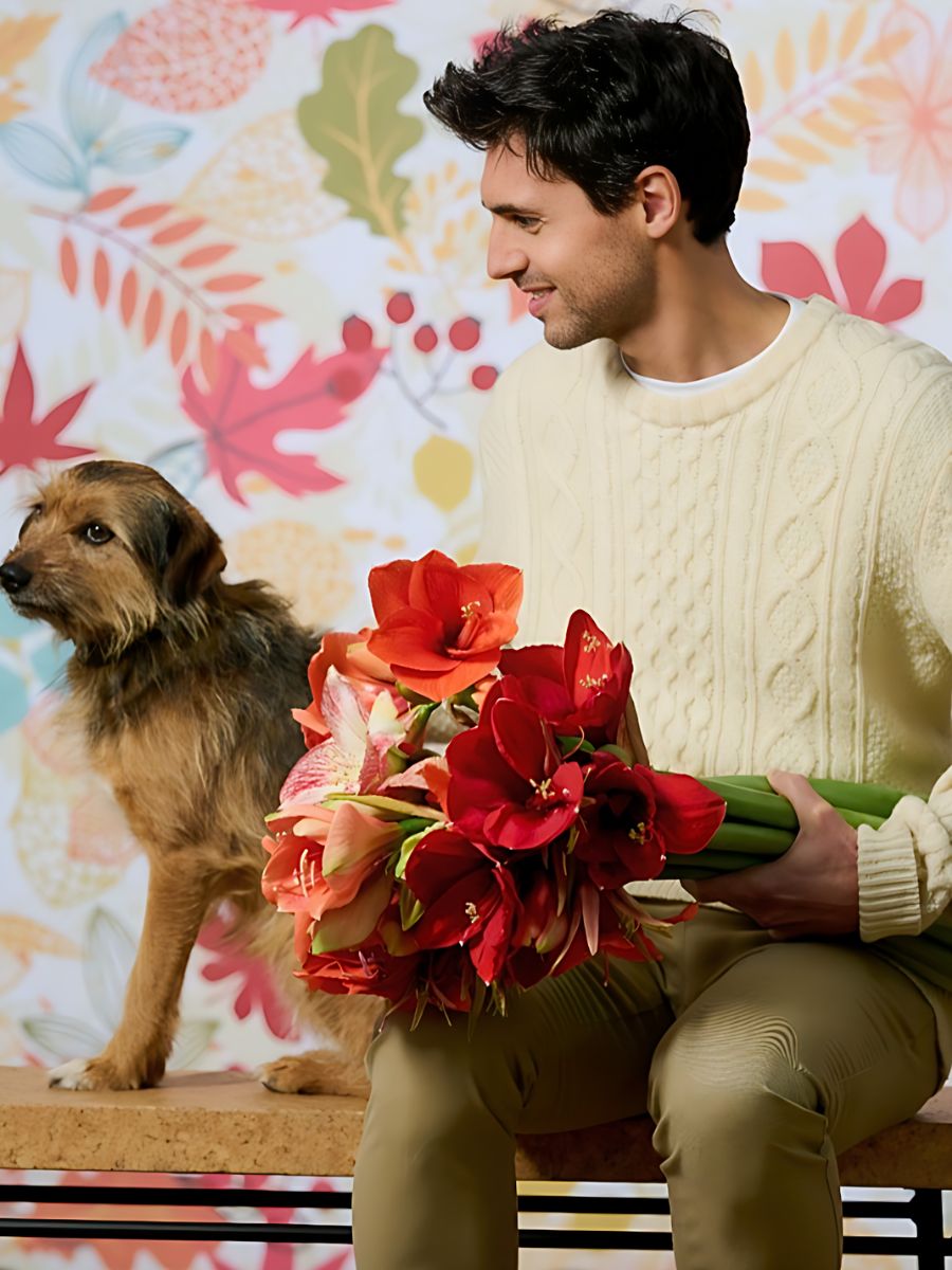 Amaryllis should be planted in perfect potting soil