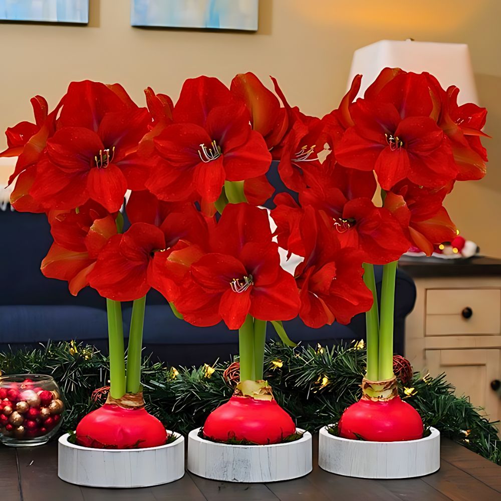 Design with red Amaryllis flowers