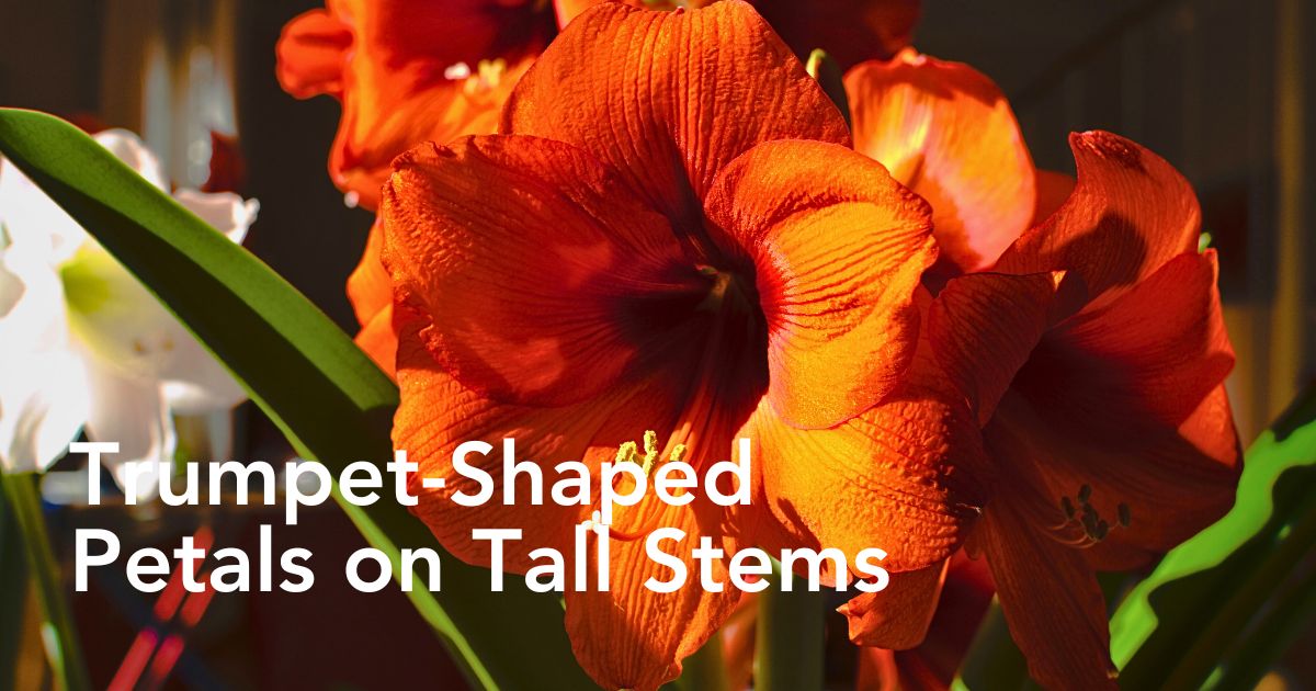 Amaryllis Flower Meaning - Thursd Article Header Image