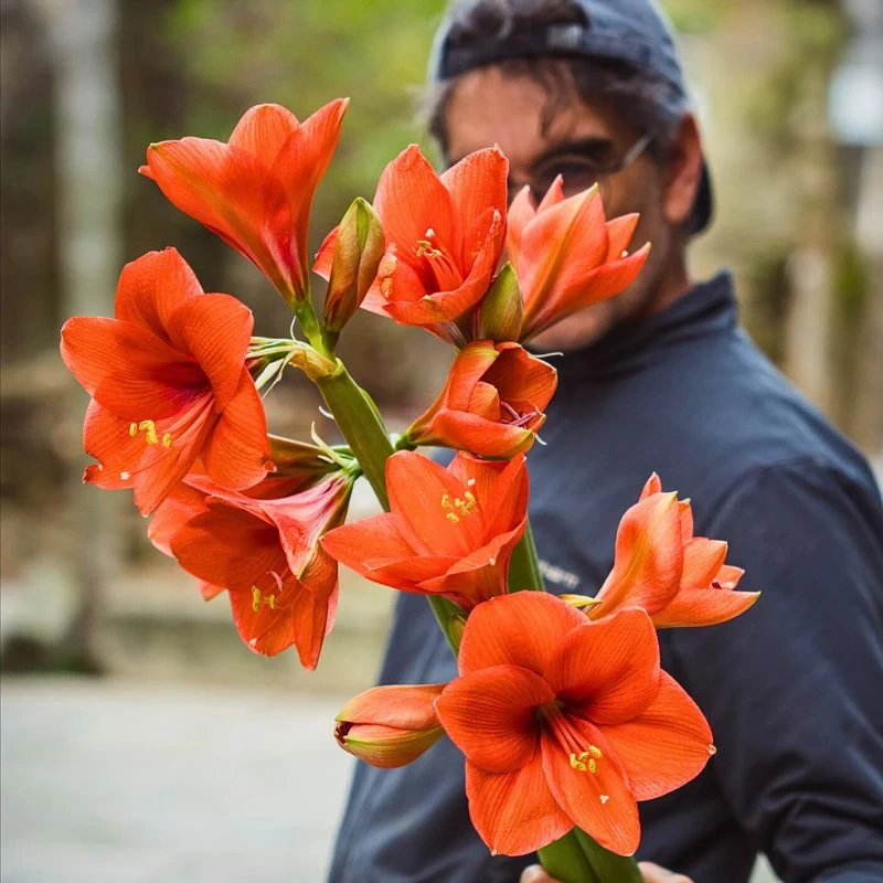 Amaryllis Flower Meaning - What Is the Story Behind Its Symbolism and Beauty?